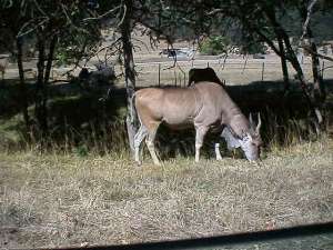 Eland (16K)