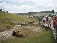 Bison at Mud Volcano (6K)